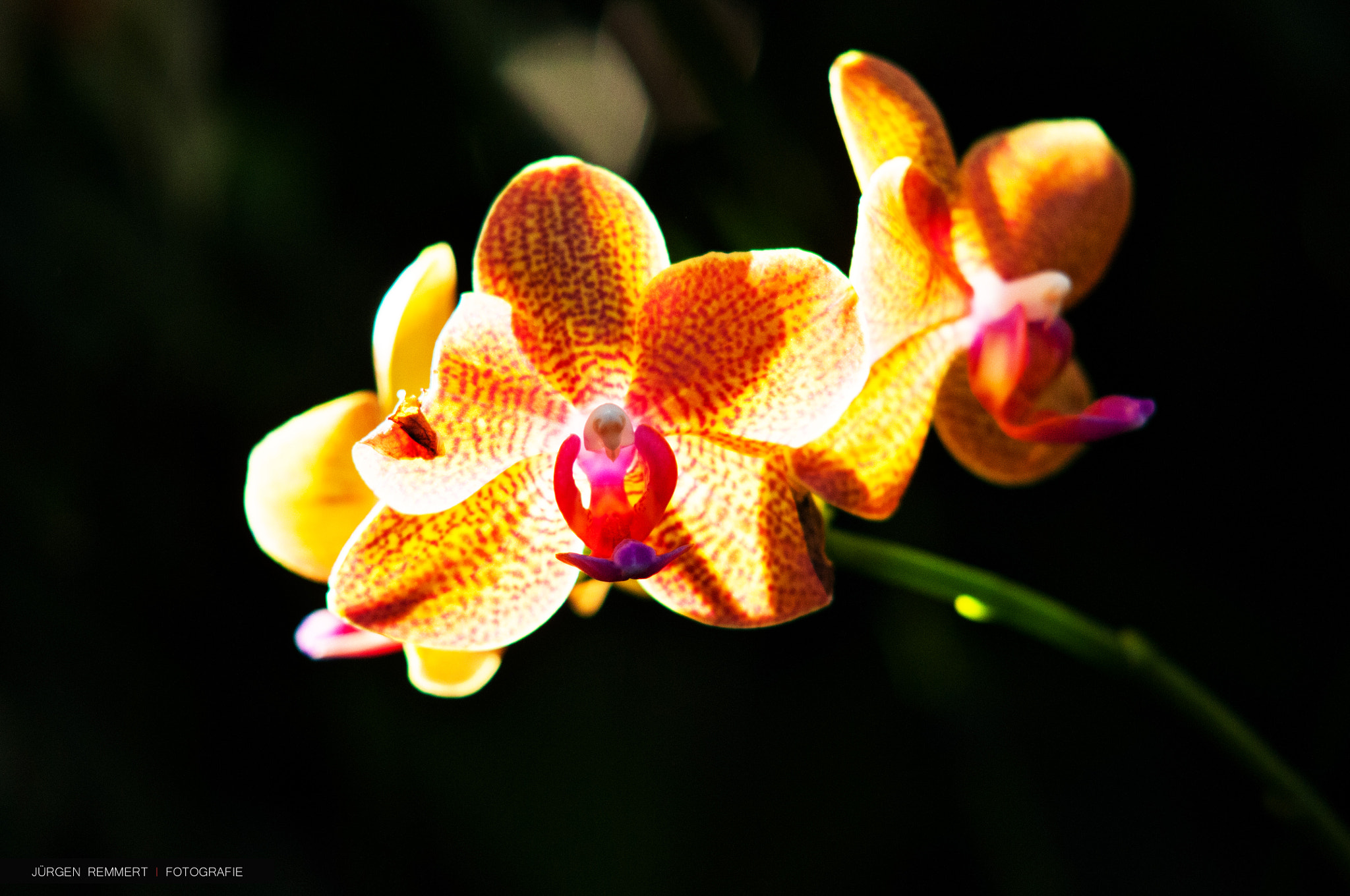 Nikon D300S + Sigma 50-150mm F2.8 EX APO DC HSM sample photo. ... flower ... photography