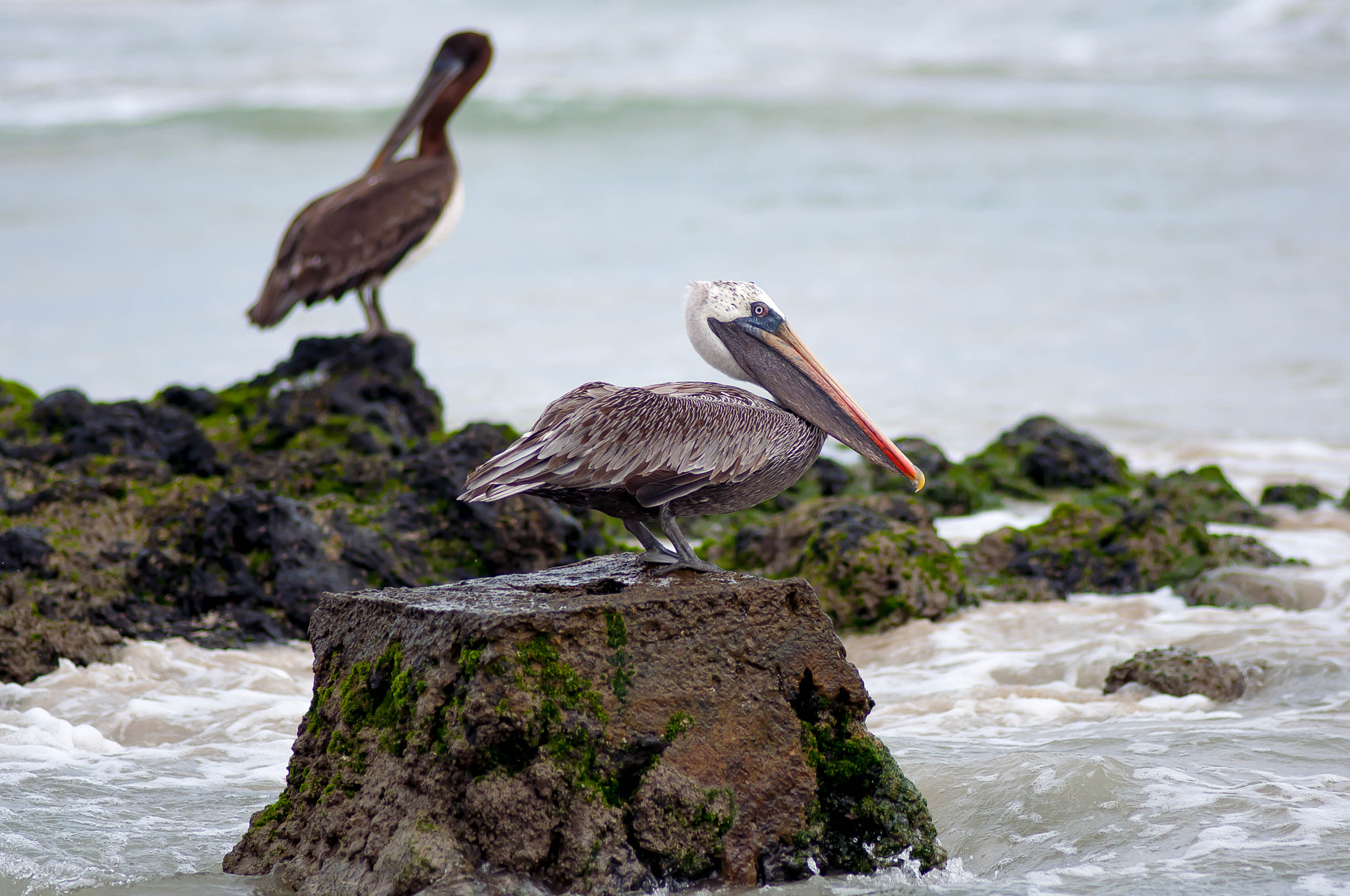 Nikon D90 + AF Nikkor 180mm f/2.8 IF-ED sample photo. Galapgos pelican photography