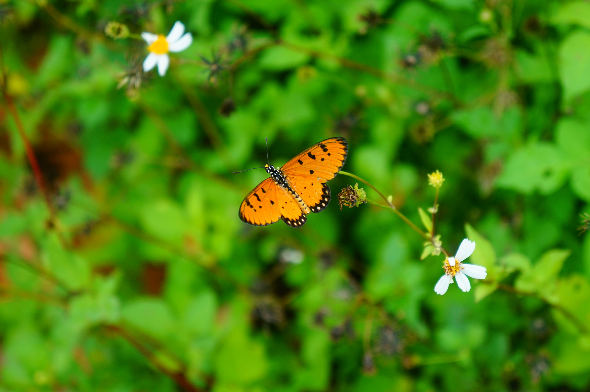 Sony E 18-55mm F3.5-5.6 OSS sample photo. Dilemma of butterfly photography