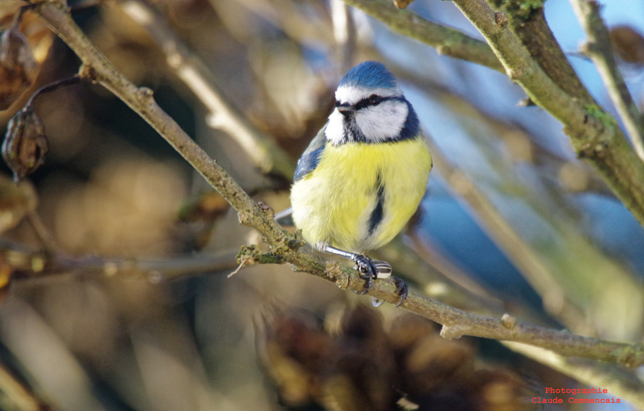 Pentax K-3 sample photo. Mésange bleu photography