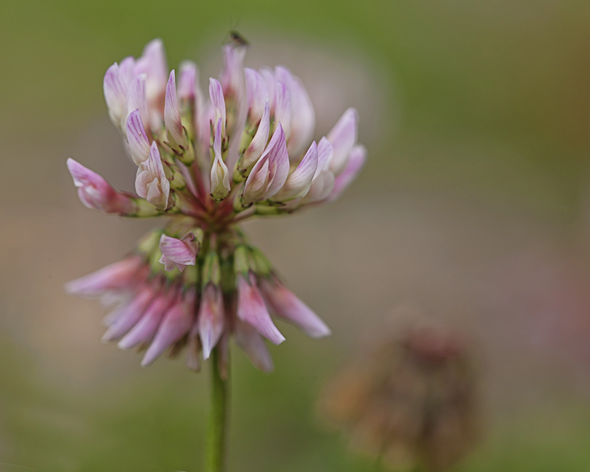 Canon EOS-1Ds Mark III sample photo. Lovely lawn weeds photography