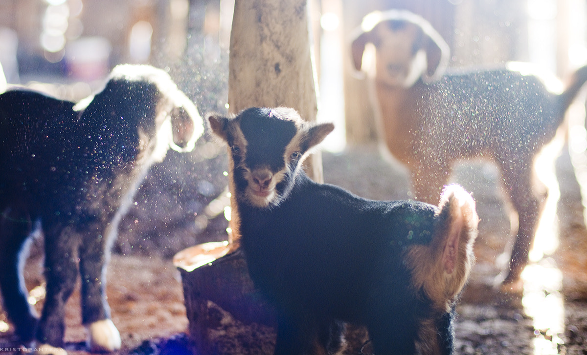 Nikon D7100 + AF Nikkor 50mm f/1.4 sample photo. The 3 little goats. photography