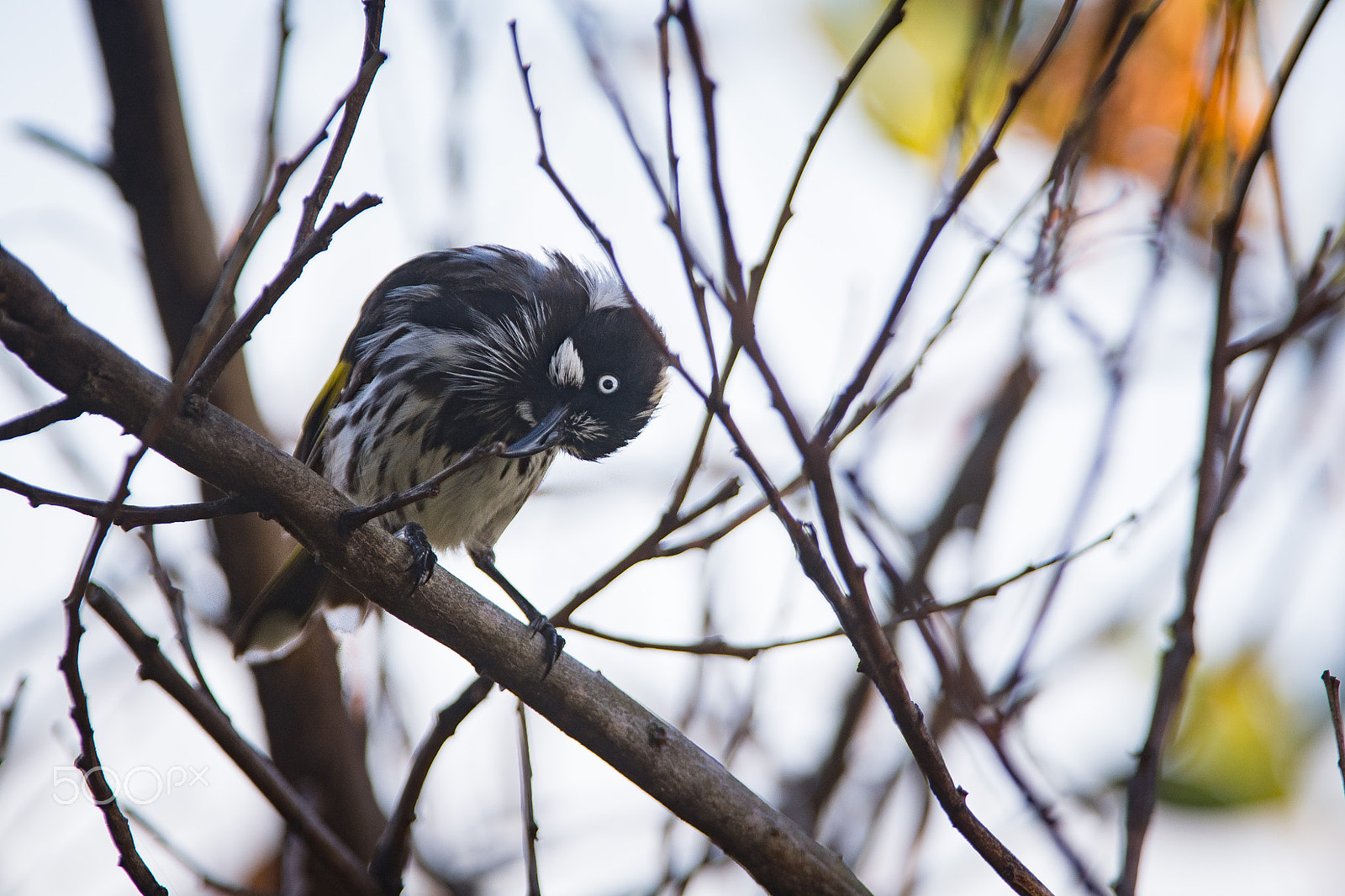 AF-S Nikkor 300mm f/2.8D IF-ED II sample photo. New holland honey eater 1 photography