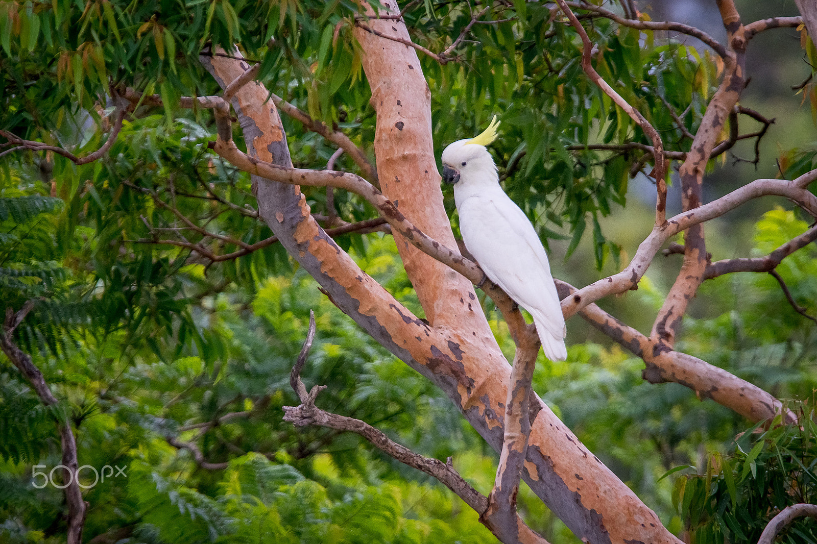 Nikon D7100 + AF-S Nikkor 300mm f/2.8D IF-ED II sample photo. Cockatoo in a eucalyptus costata photography