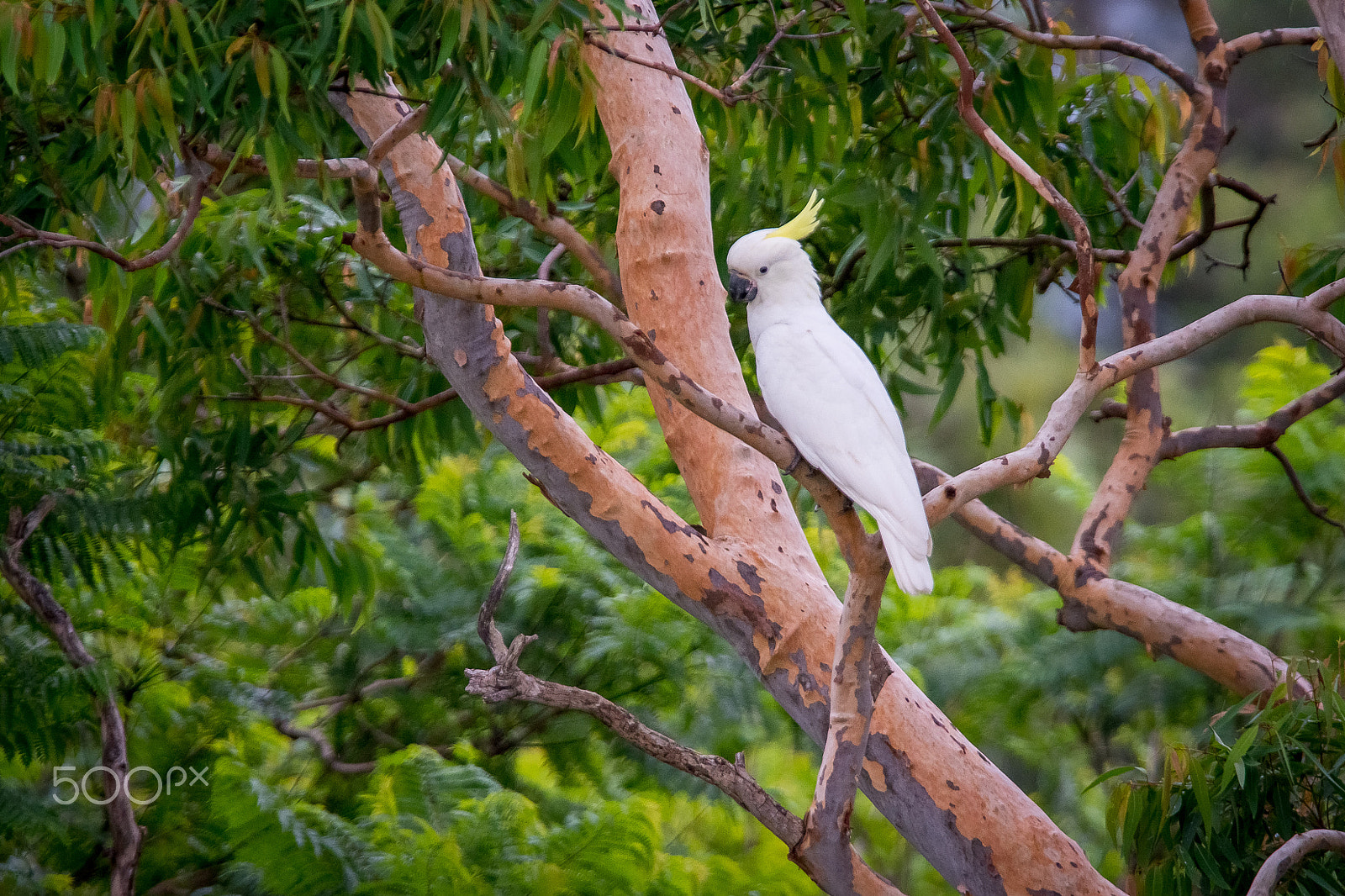 AF-S Nikkor 300mm f/2.8D IF-ED II sample photo. Cockatoo in a eucalyptus costata photography