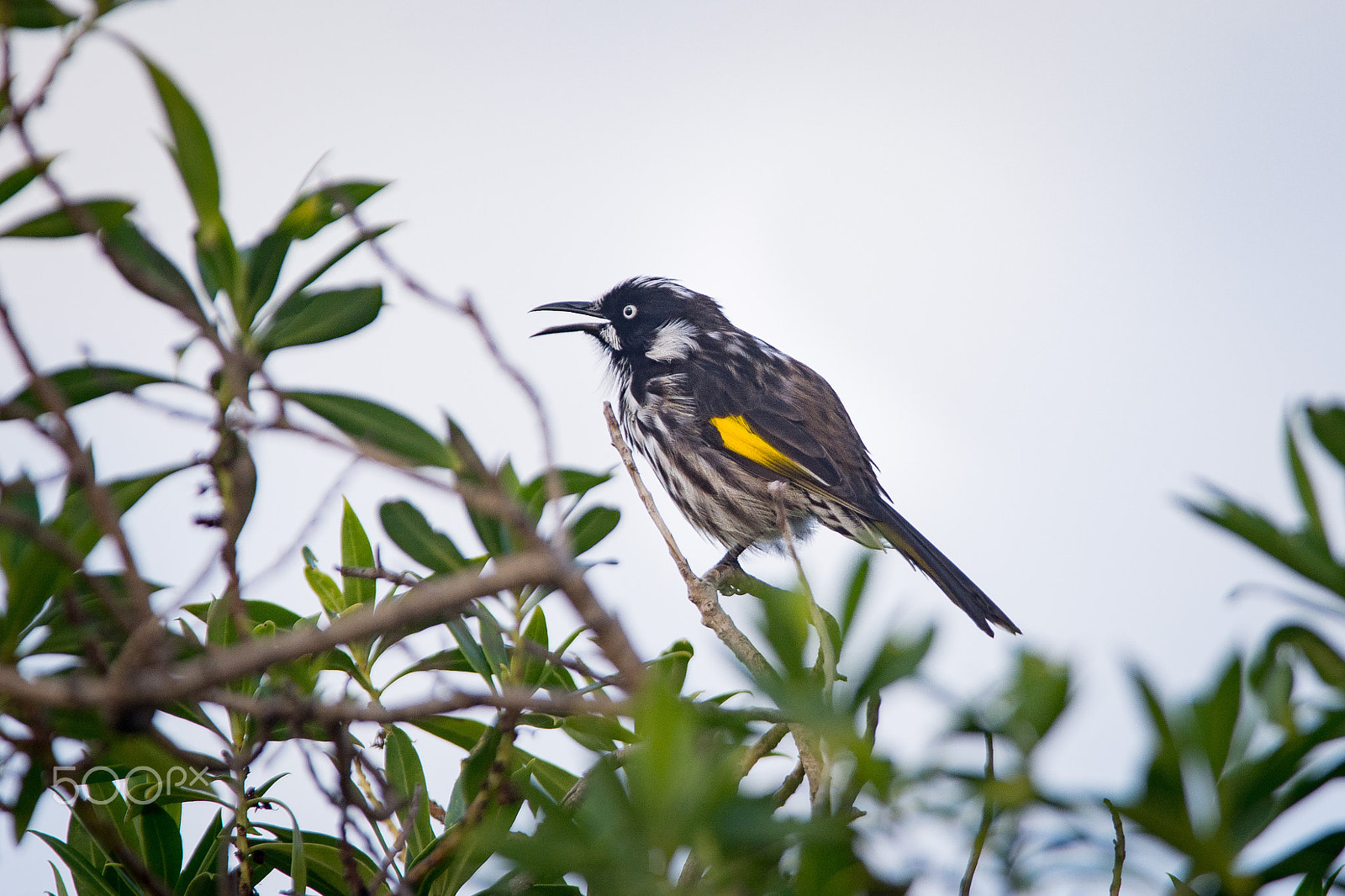 AF-S Nikkor 300mm f/2.8D IF-ED II sample photo. New holland honey eater 2 photography