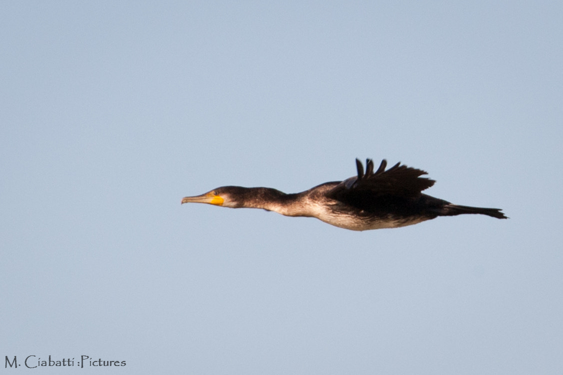 Canon EOS-1D Mark III sample photo. Cormorant photography