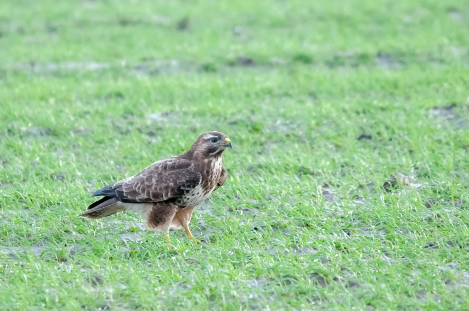 Sigma 120-400mm F4.5-5.6 DG OS HSM sample photo. Buteo buteo photography