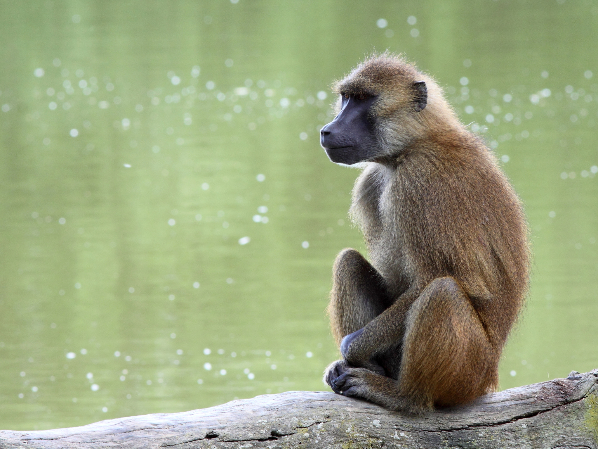 Canon EOS 50D + Canon EF 300mm F4L IS USM sample photo. Baboon photography
