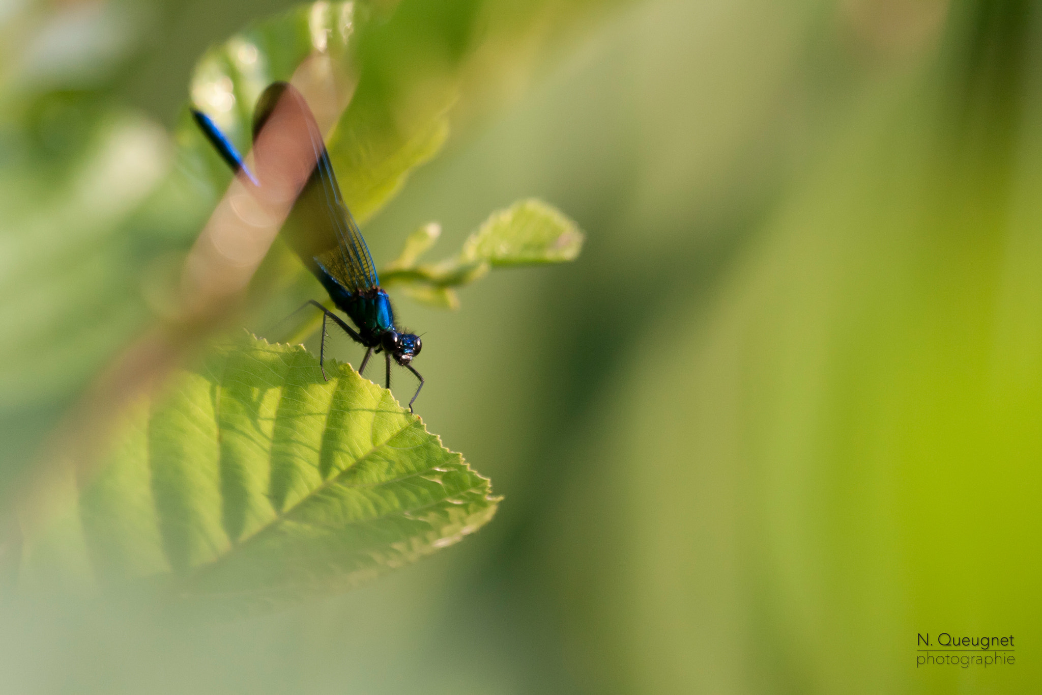 Canon EF 100-400mm F4.5-5.6L IS USM sample photo. Demoiselle au soleil photography