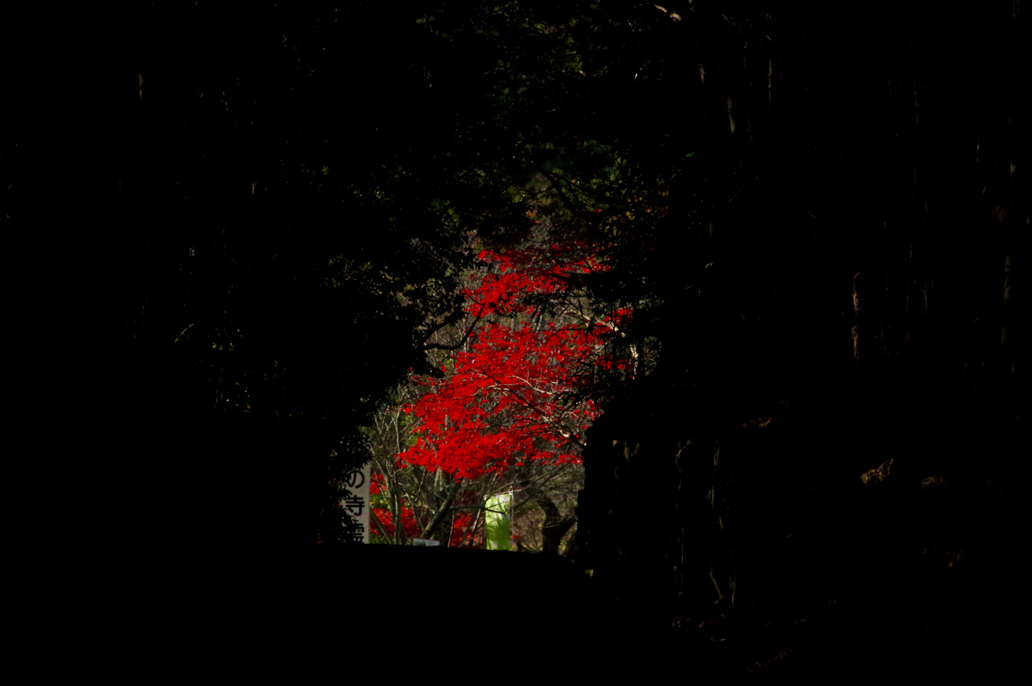 Sigma 17-70mm F2.8-4 DC Macro HSM Contemporary sample photo. Flame red photography