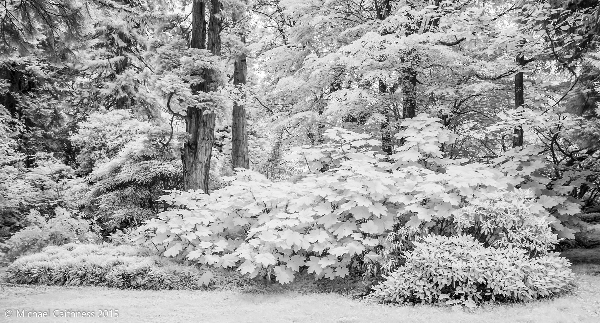 Canon EOS-1D Mark II sample photo. Dawyck botanical garden photography