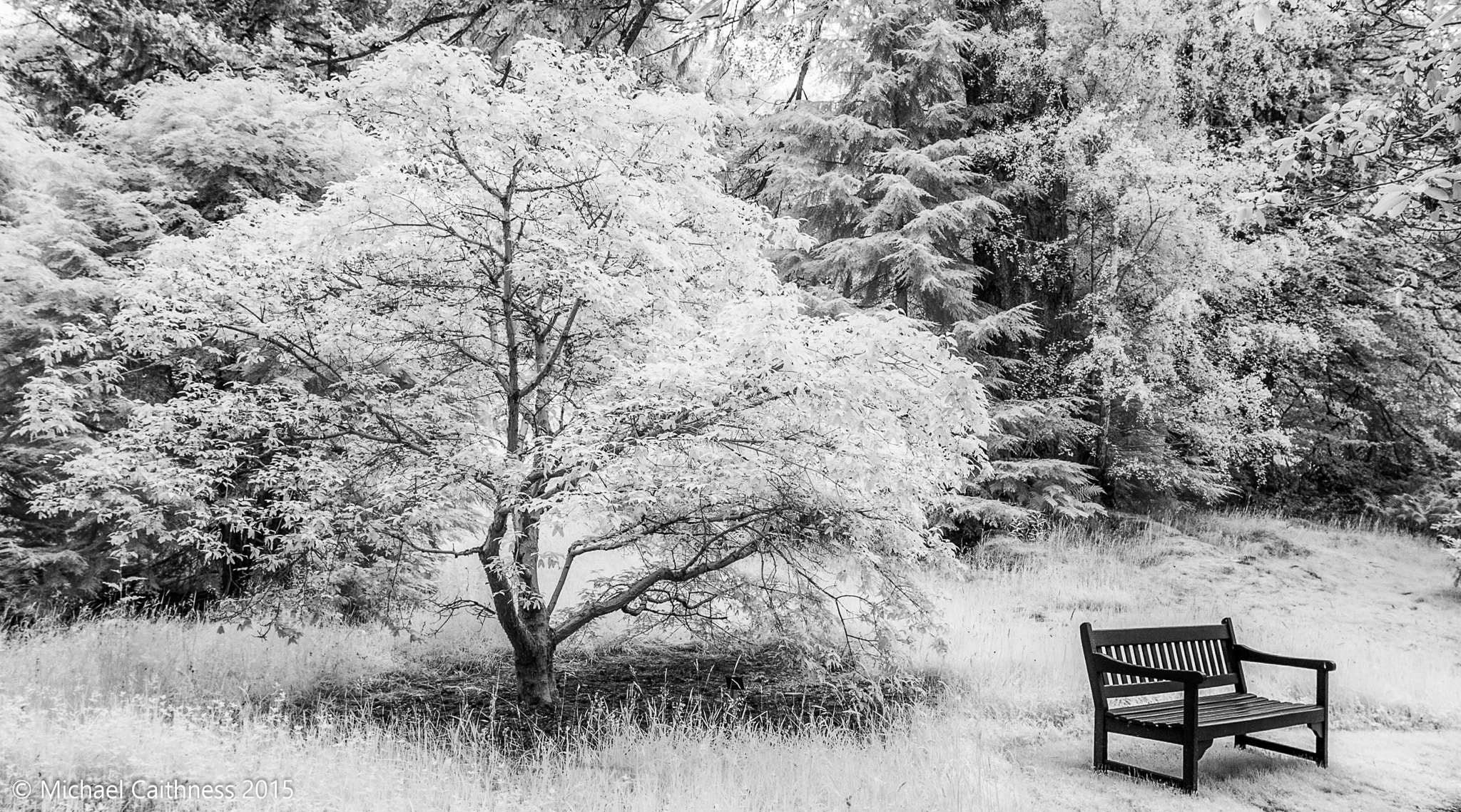 Canon EOS-1D Mark II sample photo. Dawyck botanical garden photography