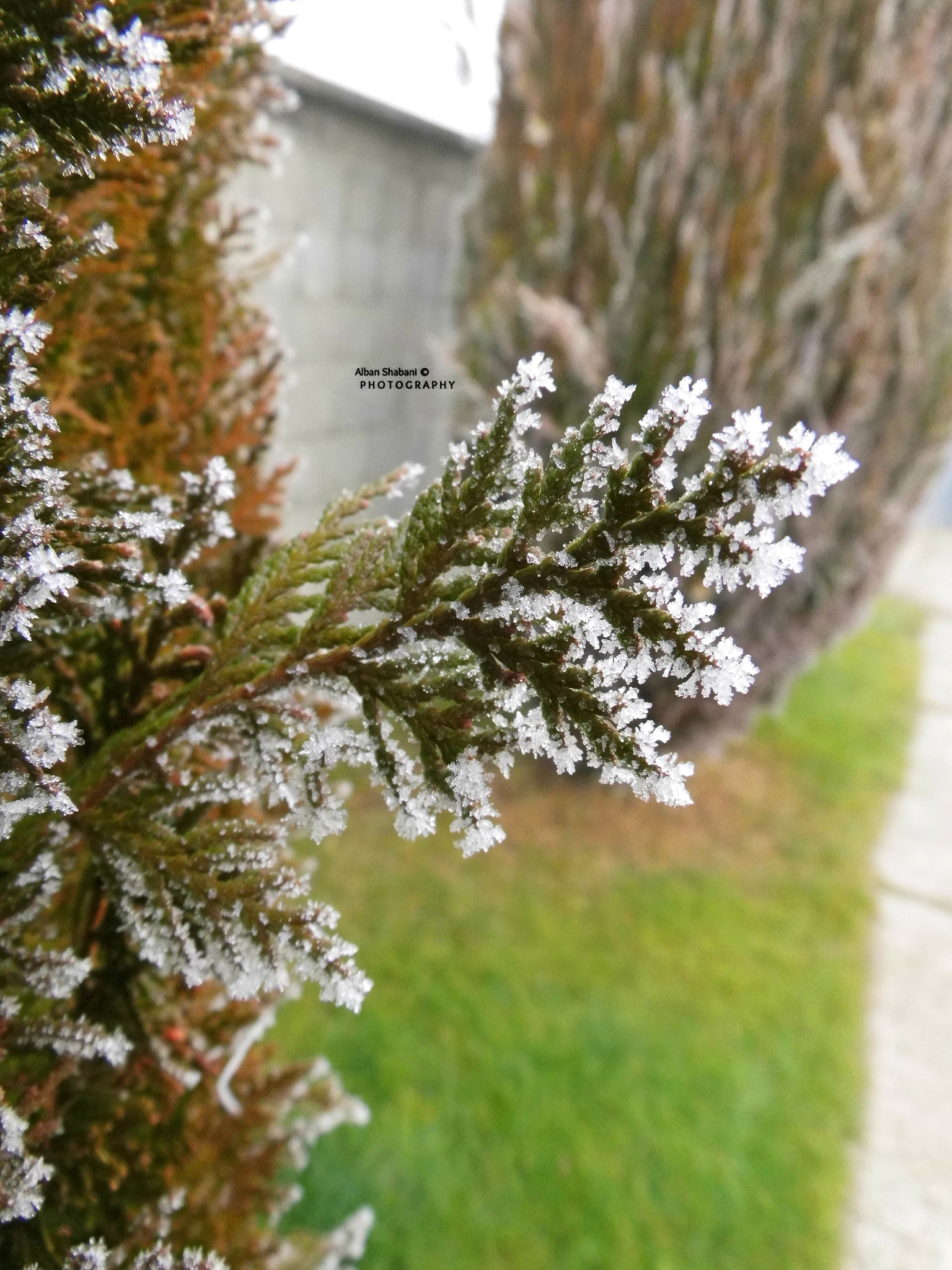 MEDION MD86929 sample photo. Bryma ne mengjes / morning frost photography