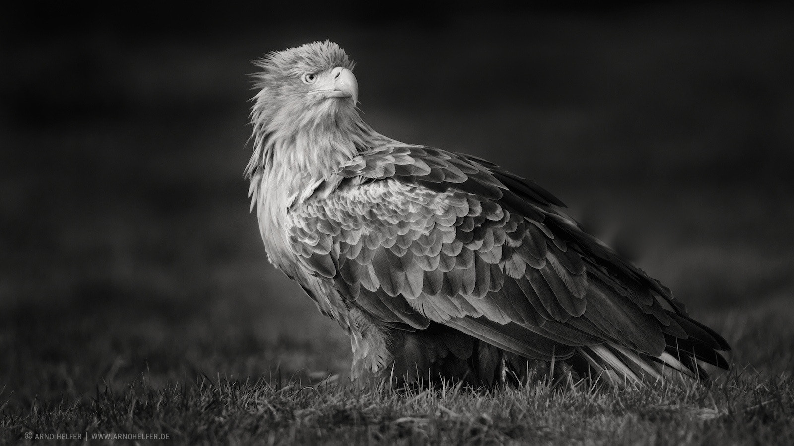 Canon EF 90-300mm F4.5-5.6 USM sample photo. Old white-tailed eagle photography