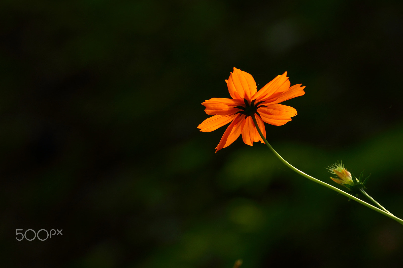 Canon EF 100-400mm F4.5-5.6L IS II USM sample photo. Nature beauty photography