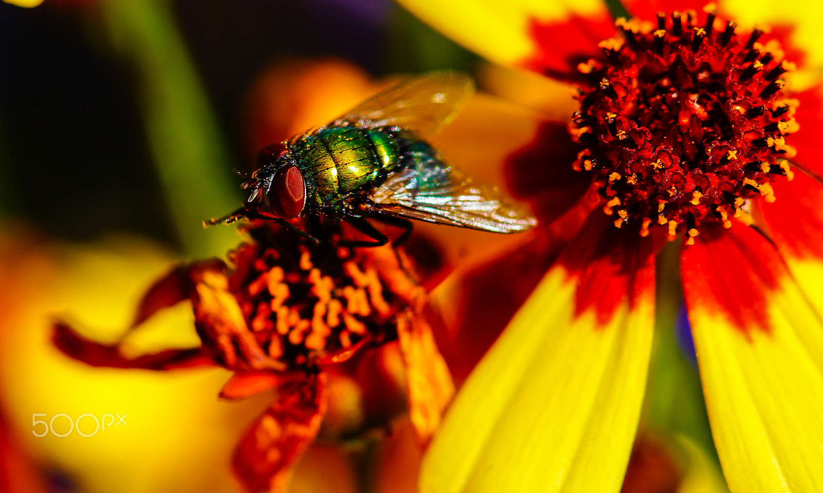 Sony ILCA-77M2 + Minolta AF 100mm F2.8 Macro [New] sample photo. Fly in the sun photography