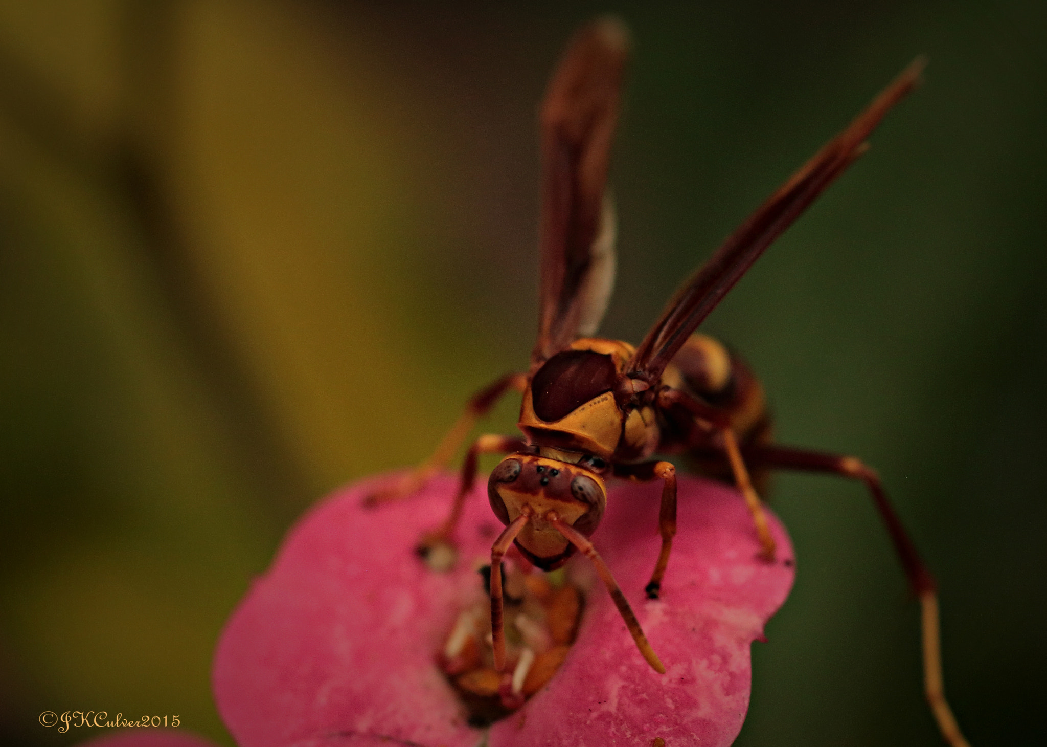 Sigma 50mm F1.4 EX DG HSM sample photo. My first handheld macro photography