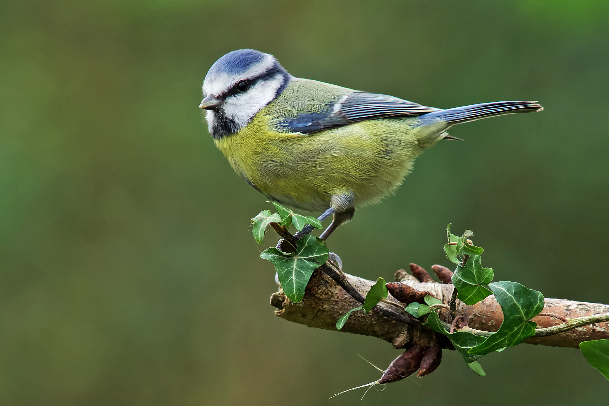 Sony a99 II + Minolta AF 300mm F2.8 HS-APO G sample photo. Blue tit photography