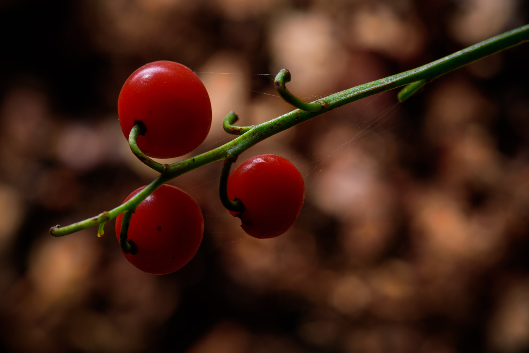 Sigma 150mm F2.8 EX DG Macro HSM sample photo. Dry berries photography