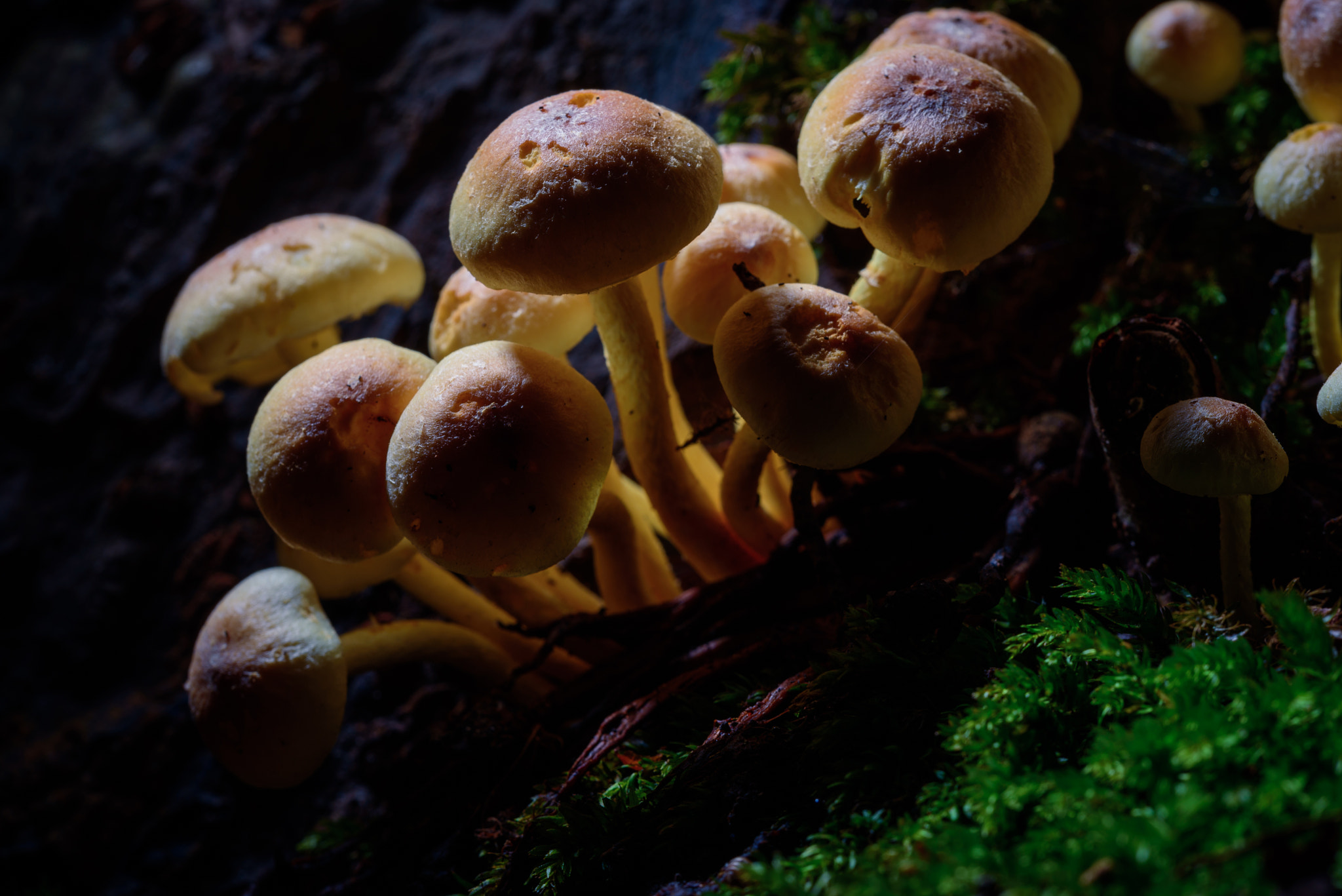 Sigma 150mm F2.8 EX DG Macro HSM sample photo. Moonlit forest photography
