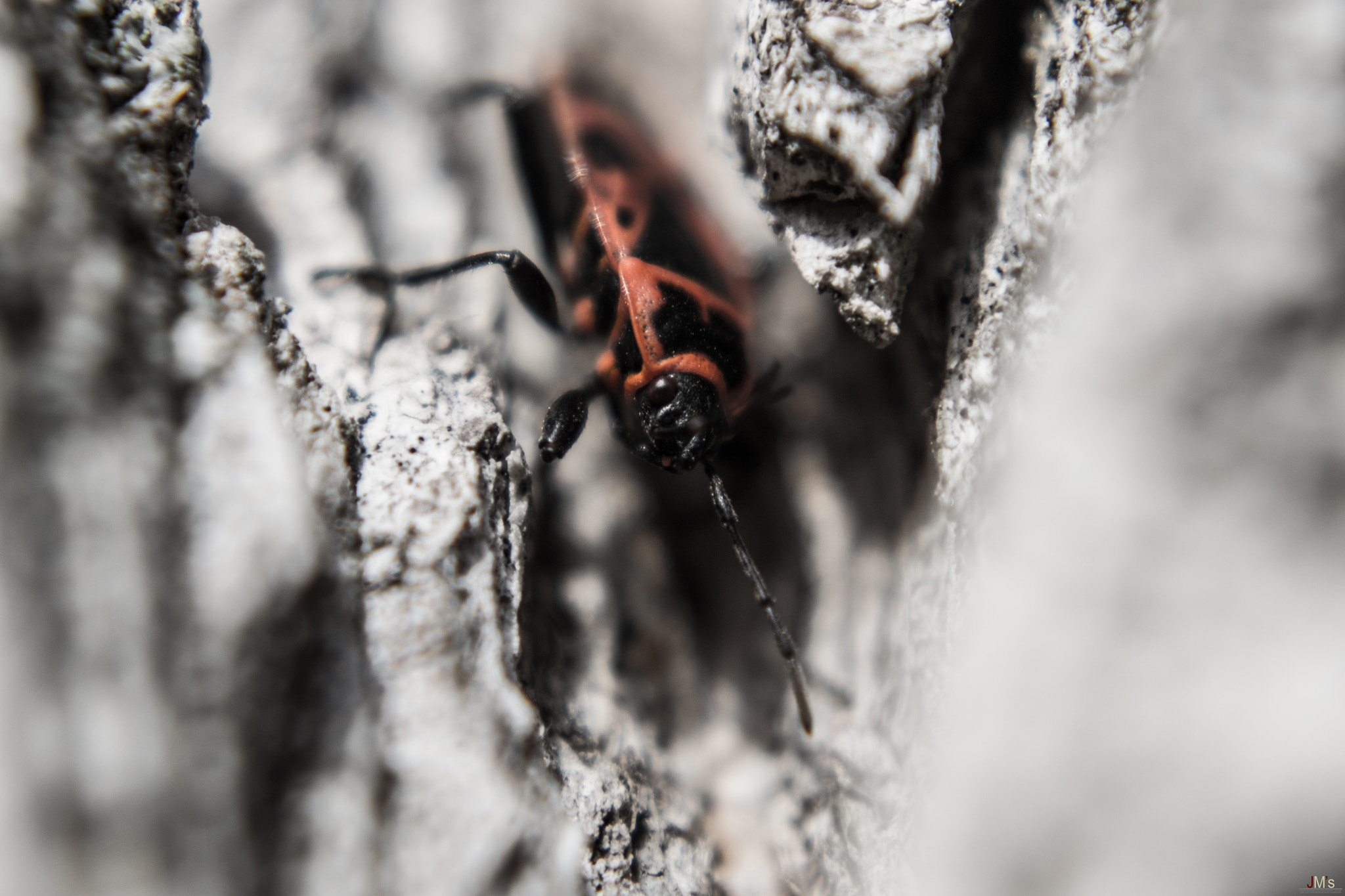 AF Zoom-Nikkor 35-80mm f/4-5.6D N sample photo. Bug photography