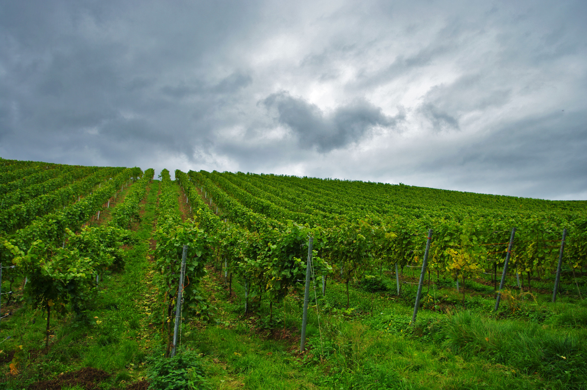 Samsung/Schneider D-XENON 18-55mm F3.5-5.6 sample photo. Vineyards in the mosel wine region photography