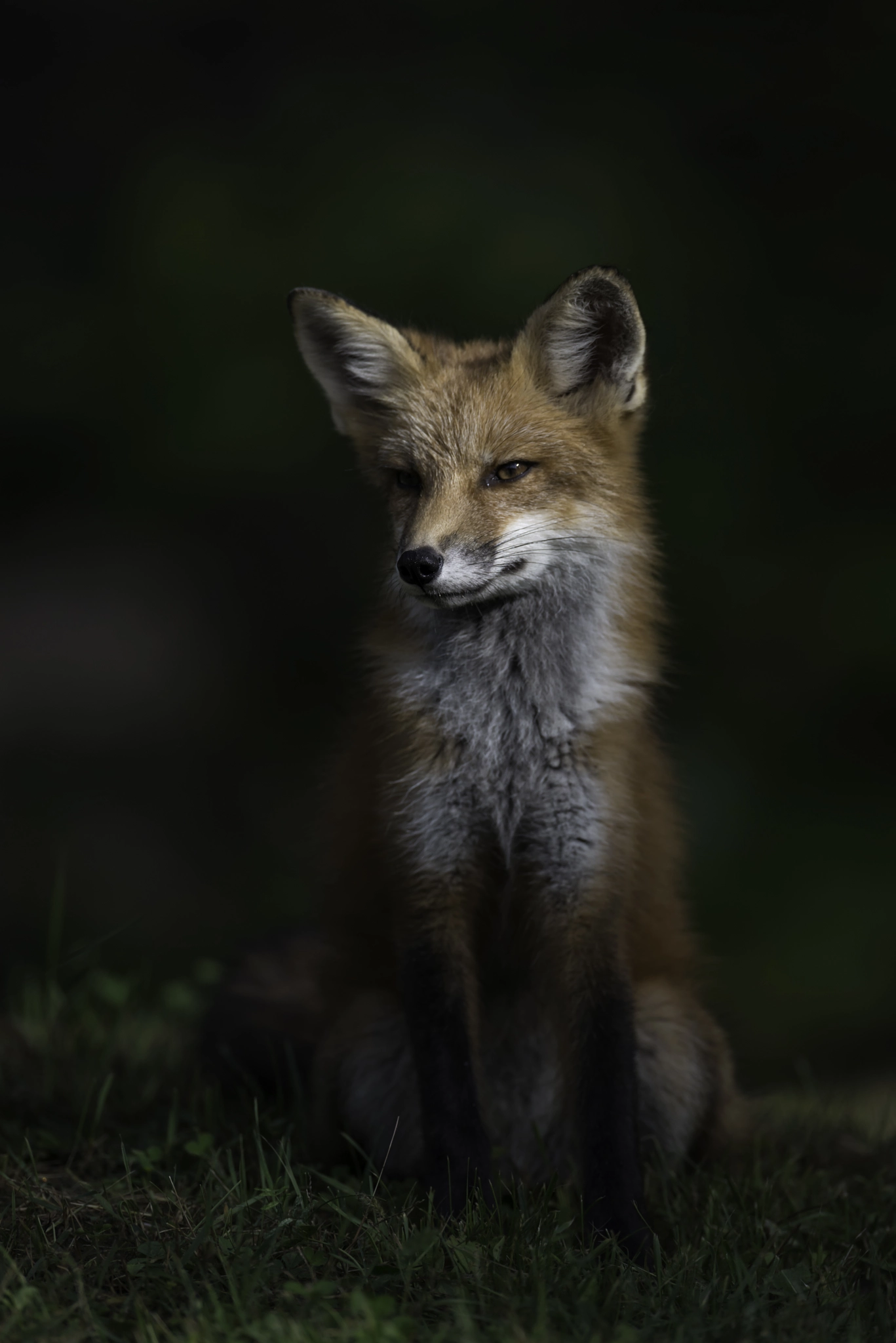 Nikon D800 + Nikon AF-S Nikkor 600mm F4G ED VR sample photo. Red fox... photography