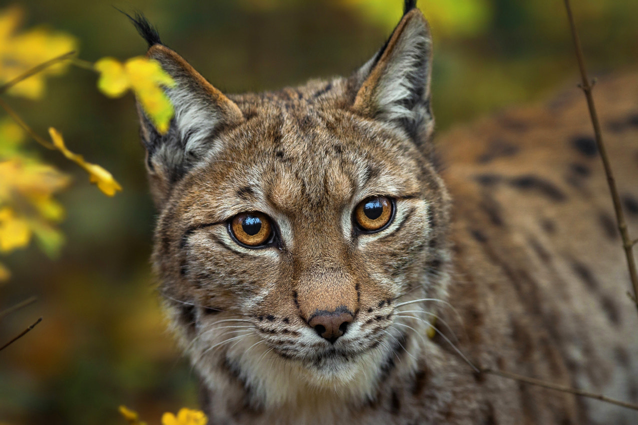 Canon EOS 70D + Canon EF 300mm F2.8L IS USM sample photo. Lynx photography
