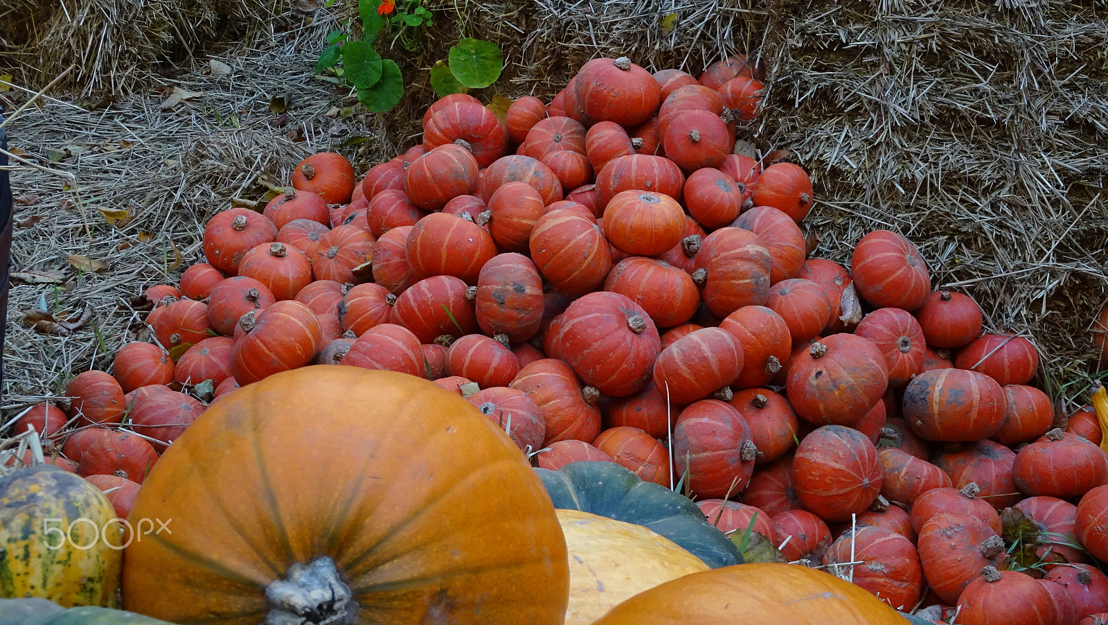 Sony DSC-QX30 sample photo. Pumpkins photography