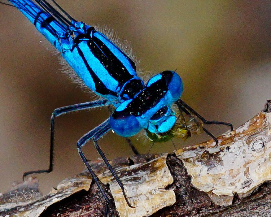 Sony ILCA-77M2 + Minolta AF 100mm F2.8 Macro [New] sample photo. Dragon-fly blue metalic photography