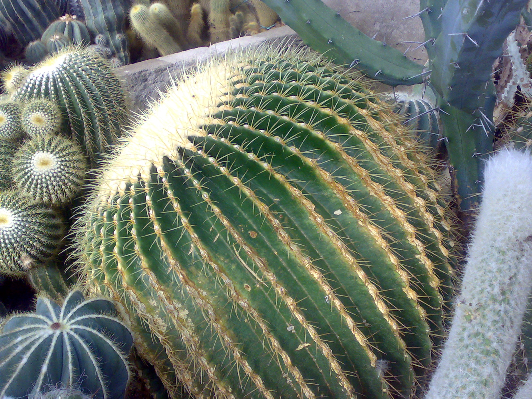 Nokia N73 sample photo. 26122008301.jpg photography