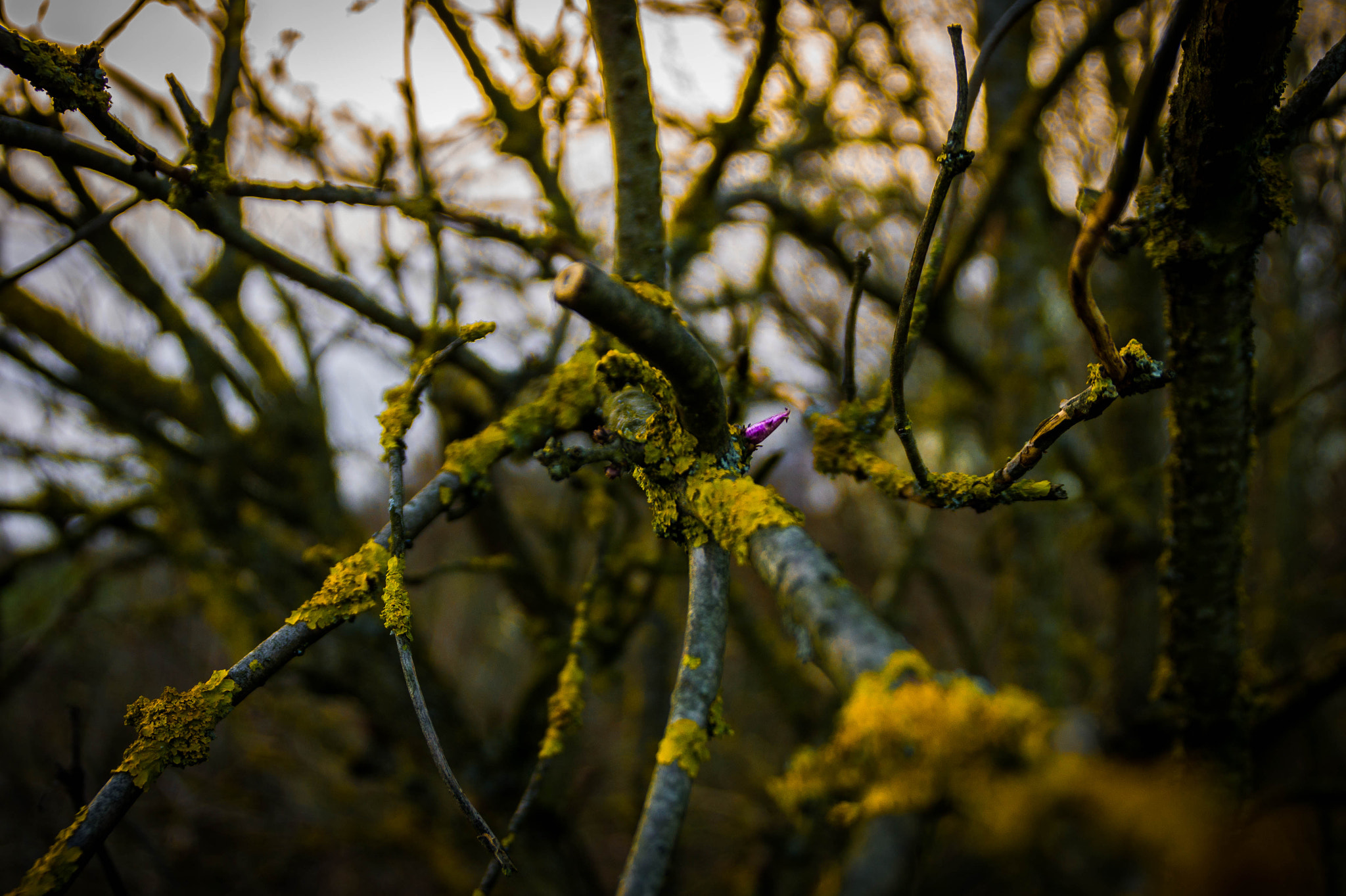 Sony SLT-A33 sample photo. Shrub photography