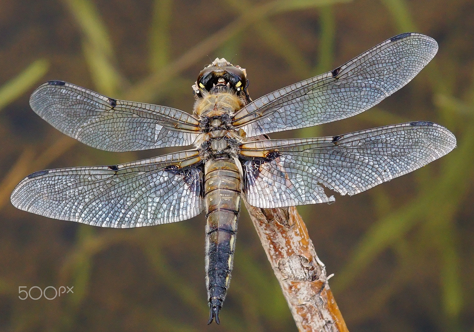 Sony ILCA-77M2 + Minolta AF 100mm F2.8 Macro [New] sample photo. Dragon-fly photography