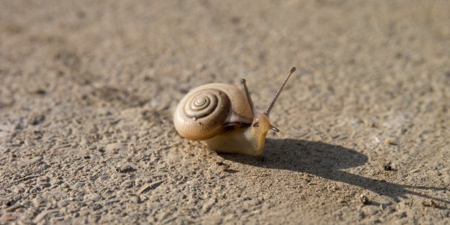 Panasonic Lumix DMC-GX1 + Olympus M.Zuiko Digital ED 12-40mm F2.8 Pro sample photo. Little snail photography