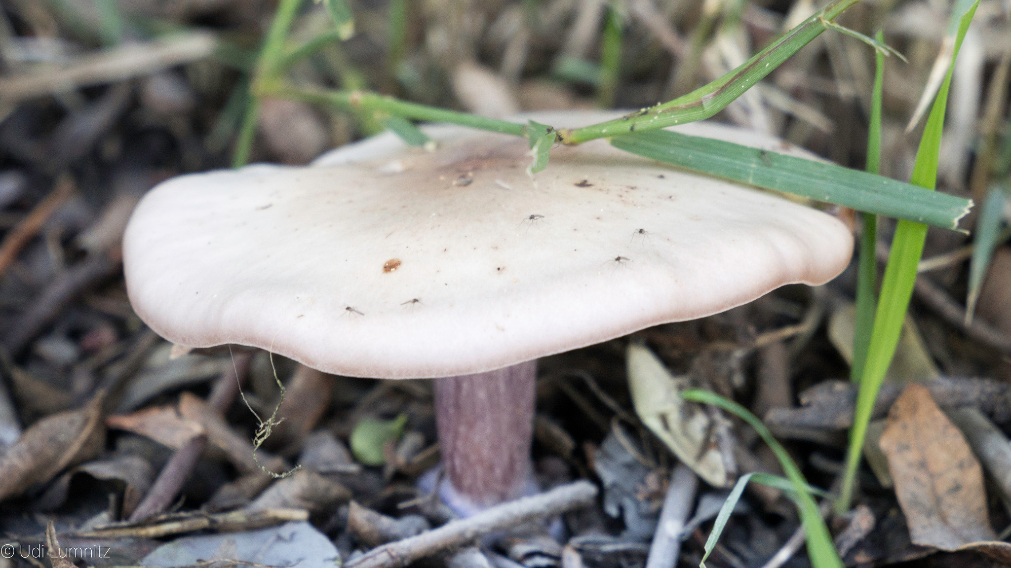 Tamron 14-150mm F3.5-5.8 Di III sample photo. Mushrooms after rain photography