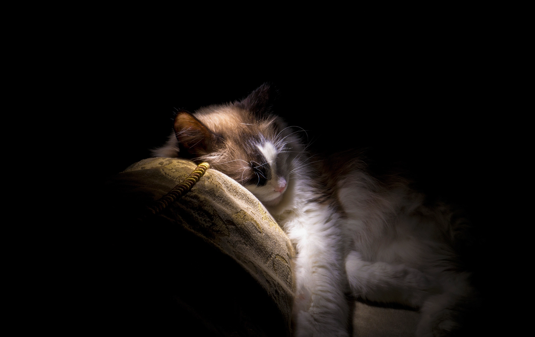 Sony Alpha NEX-6 + Sony E 16mm F2.8 sample photo. Sleep cat photography