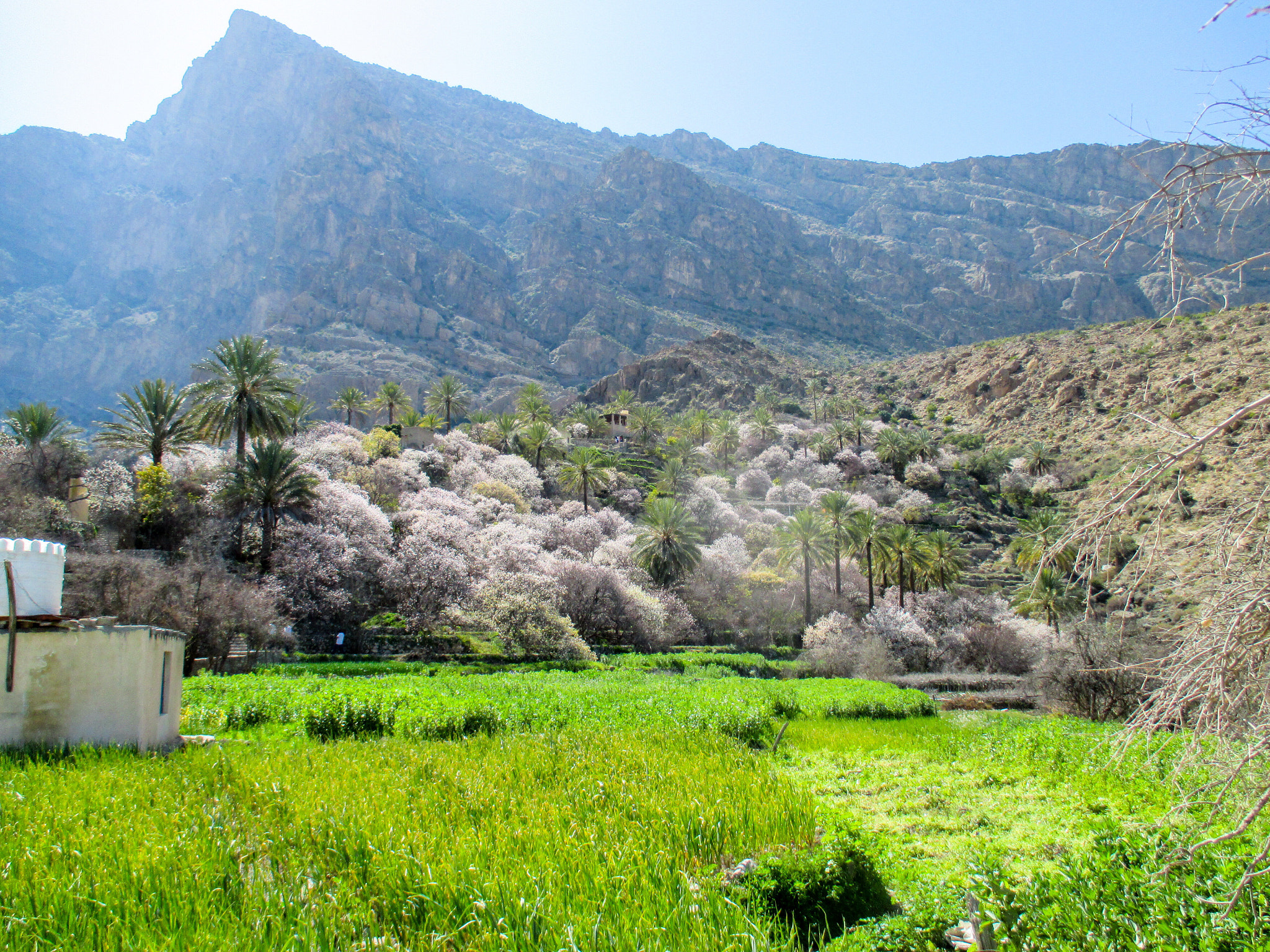 Canon IXUS 135 sample photo. Almond blossom, village of wakan, jebel akhdar, oman photography