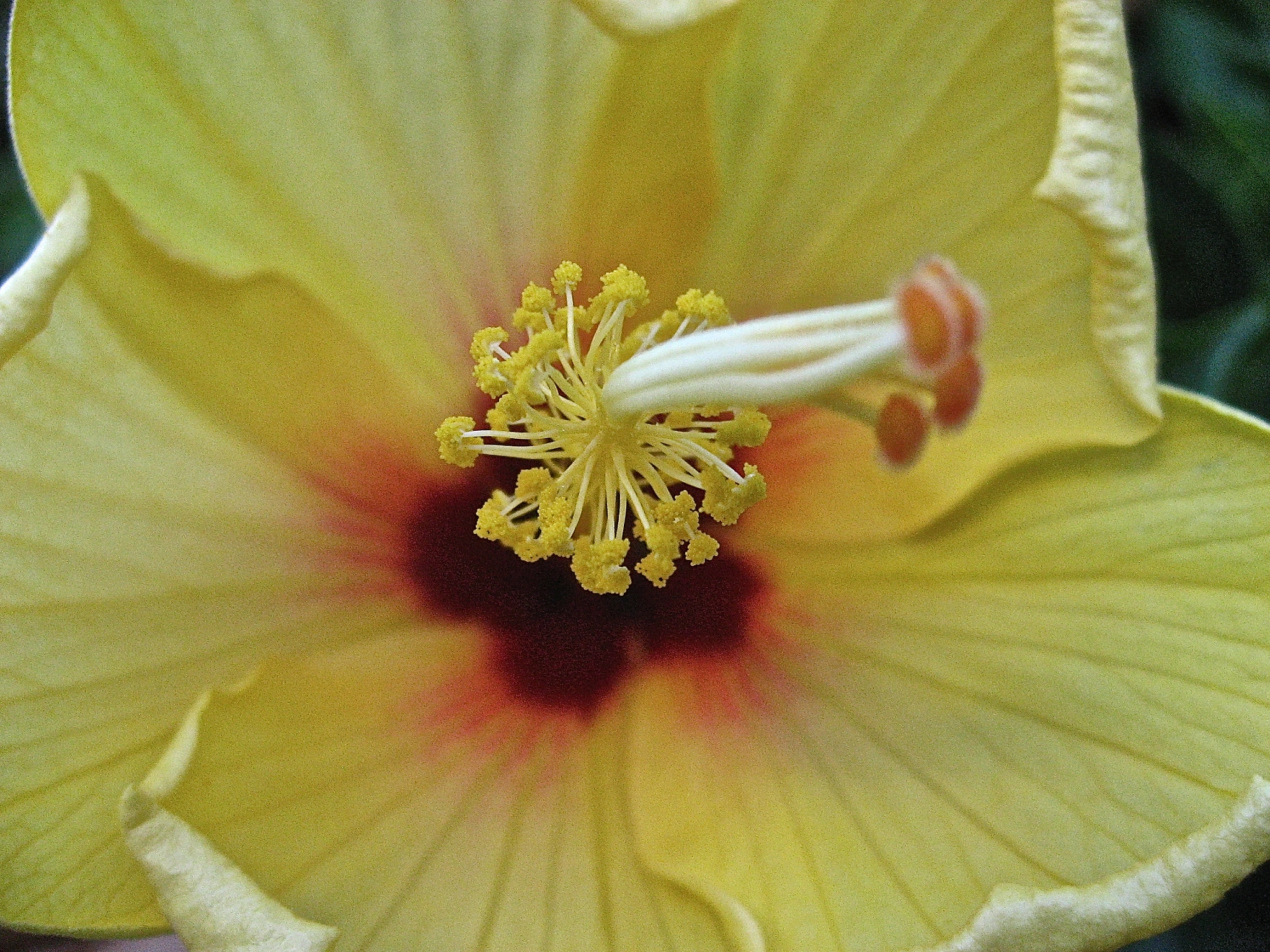 Canon POWERSHOT SD700 IS sample photo. Yellow hibiscus happiness photography
