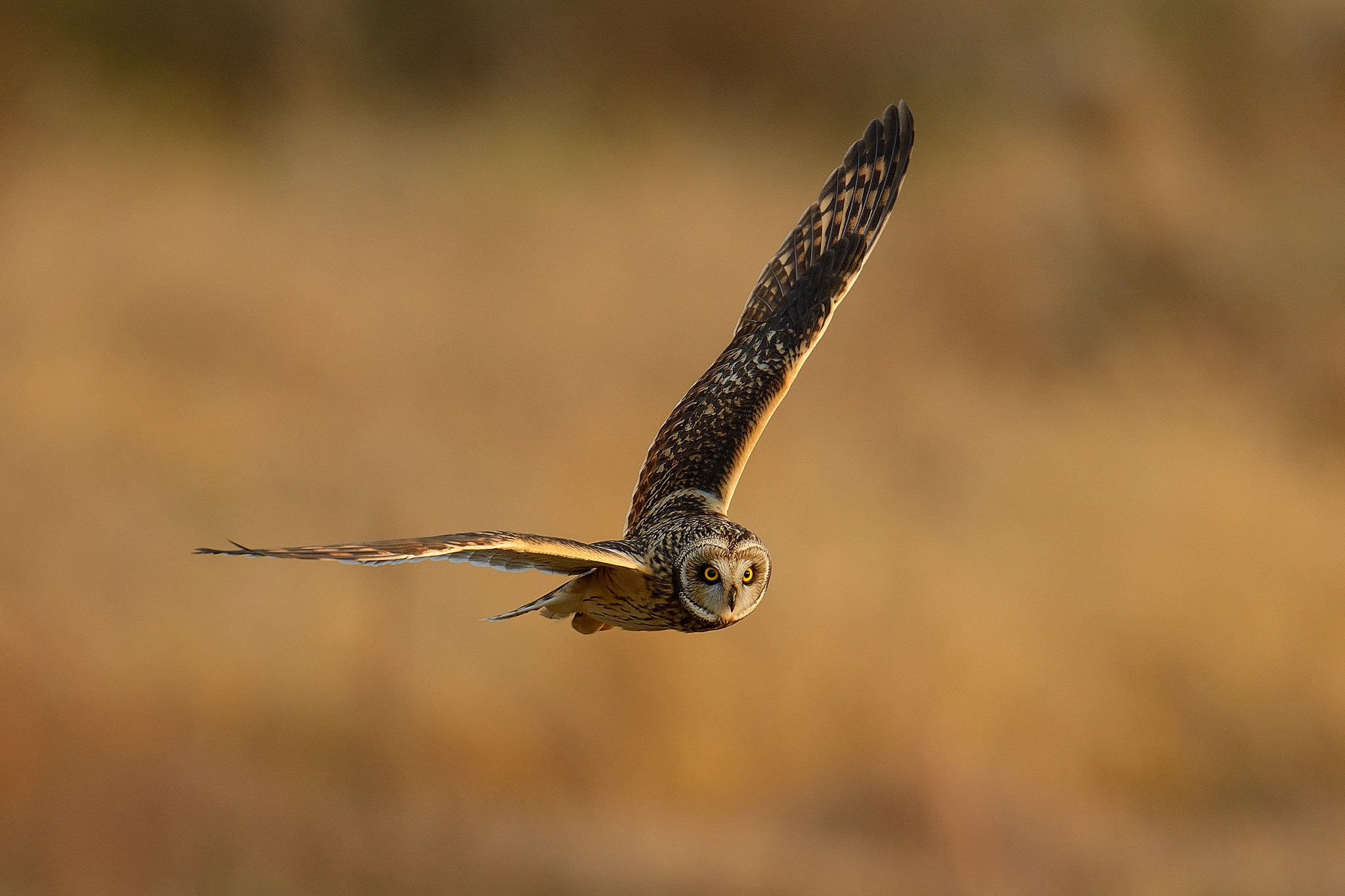 Nikon D800 + Nikon AF-S Nikkor 600mm F4G ED VR sample photo. Short-eared owl！ photography