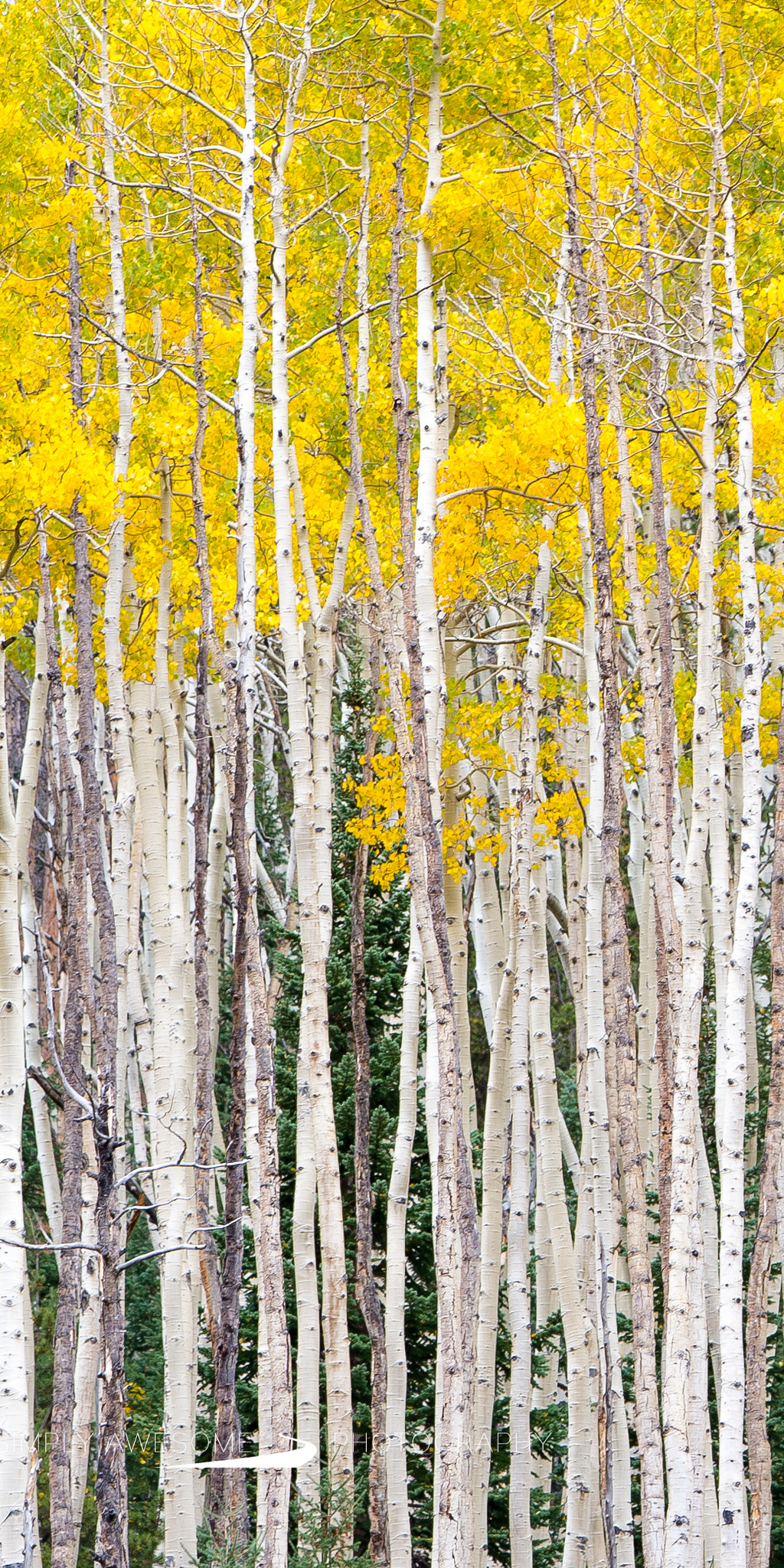 Nikon Df sample photo. Fall finale (tall) photography