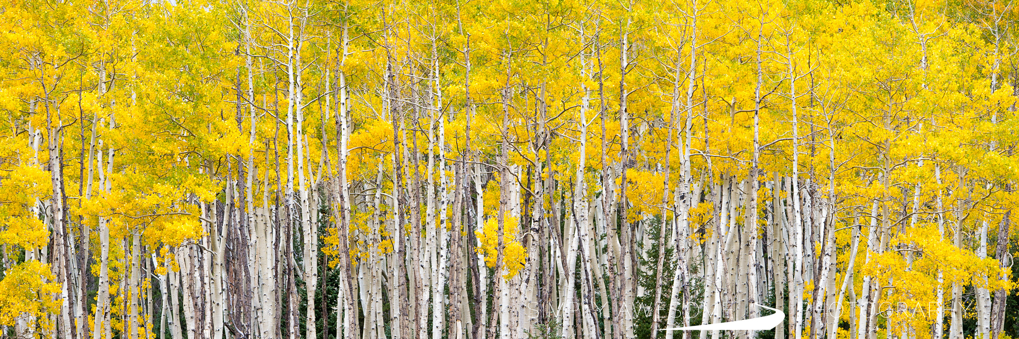 Nikon Df sample photo. Fall finale (wide) photography