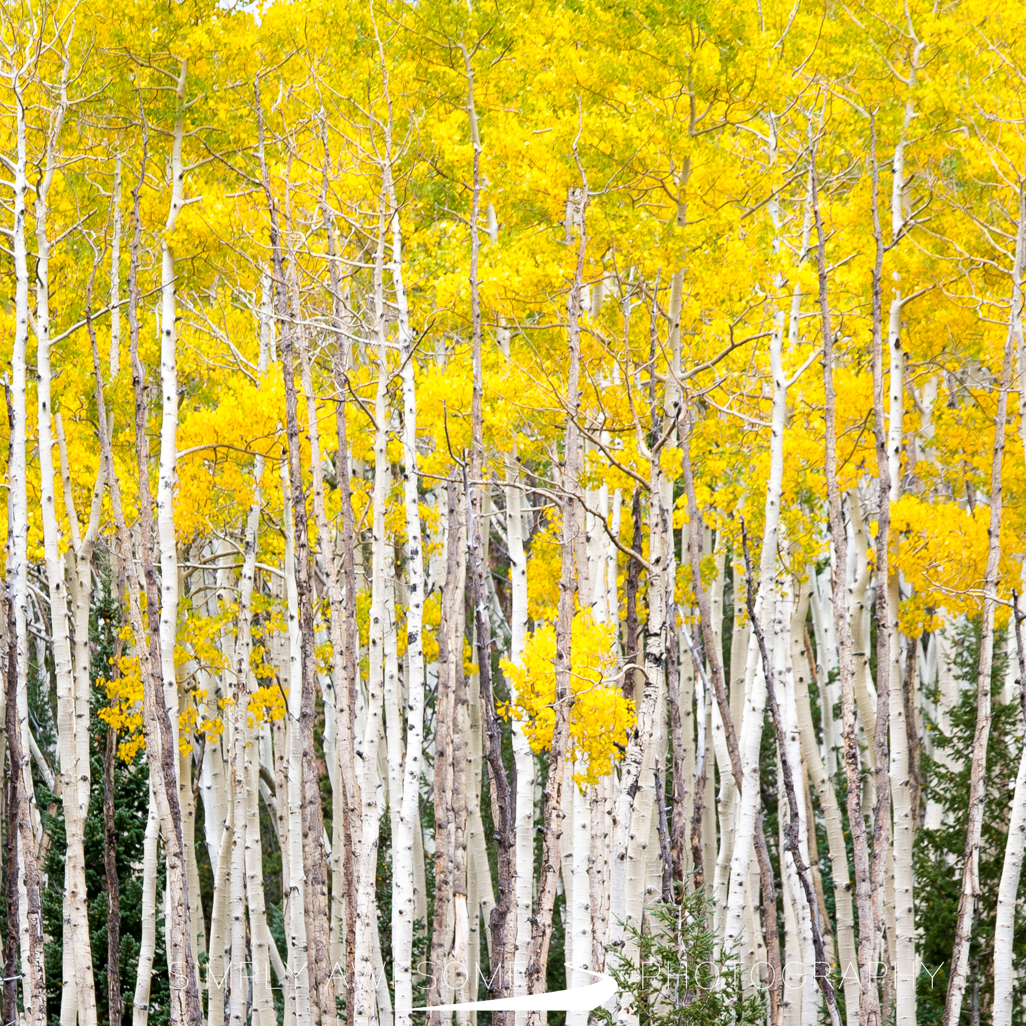 Nikon Df sample photo. Fall finale (square) photography