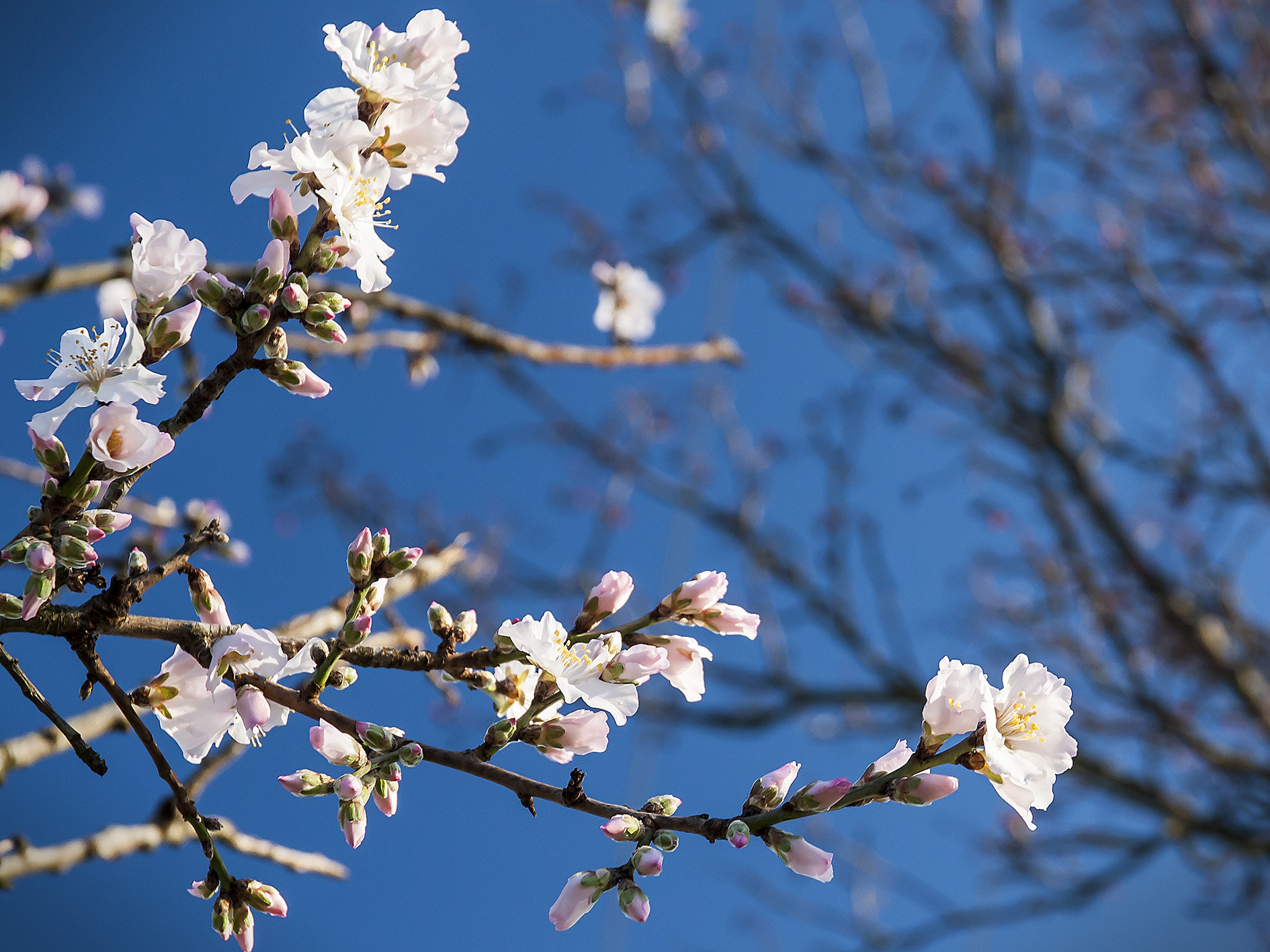 Canon EOS 450D (EOS Rebel XSi / EOS Kiss X2) + Canon EF 500mm F4L IS USM sample photo. Almond blossoms photography