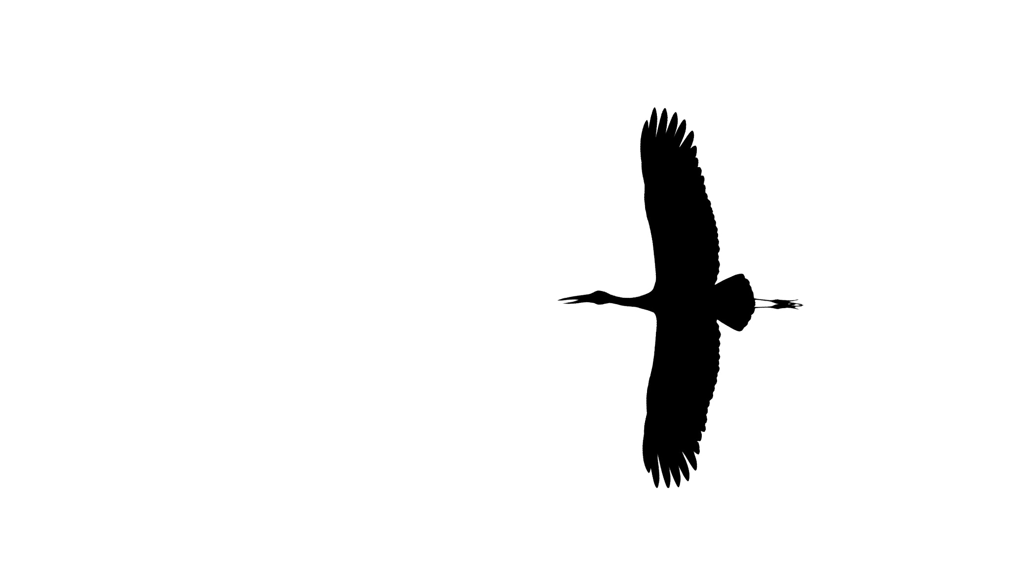 Canon EOS 600D (Rebel EOS T3i / EOS Kiss X5) + Canon EF 400mm F5.6L USM sample photo. Silhouette of asian openbill photography