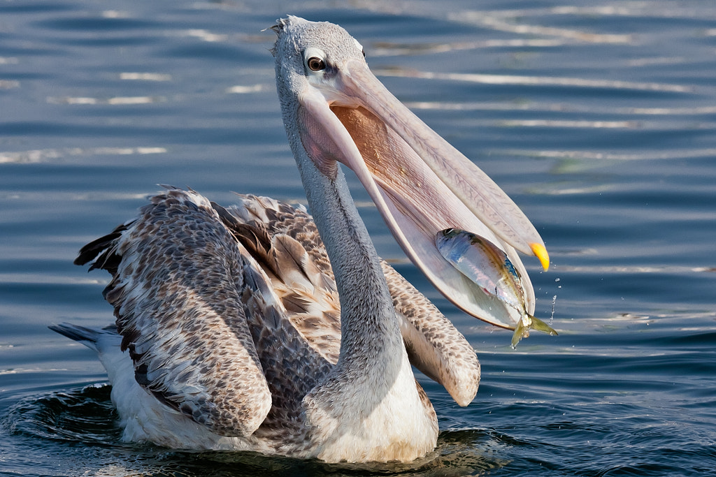 Pink-backed Pelican (Pelecanus rufecens) by Ali Alqudsi / 500px