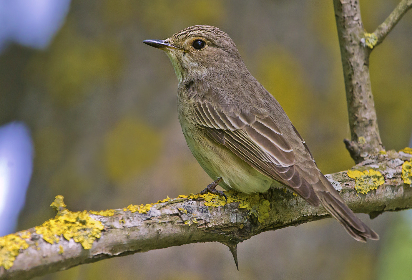 Canon EF 100-400mm F4.5-5.6L IS USM sample photo. Spotted flycatcher photography