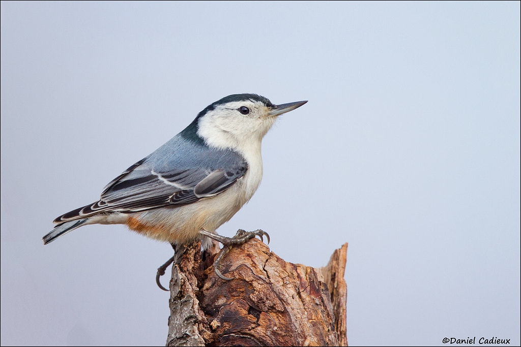Canon EF 500mm F4L IS II USM sample photo. White-breasted nuthatch photography