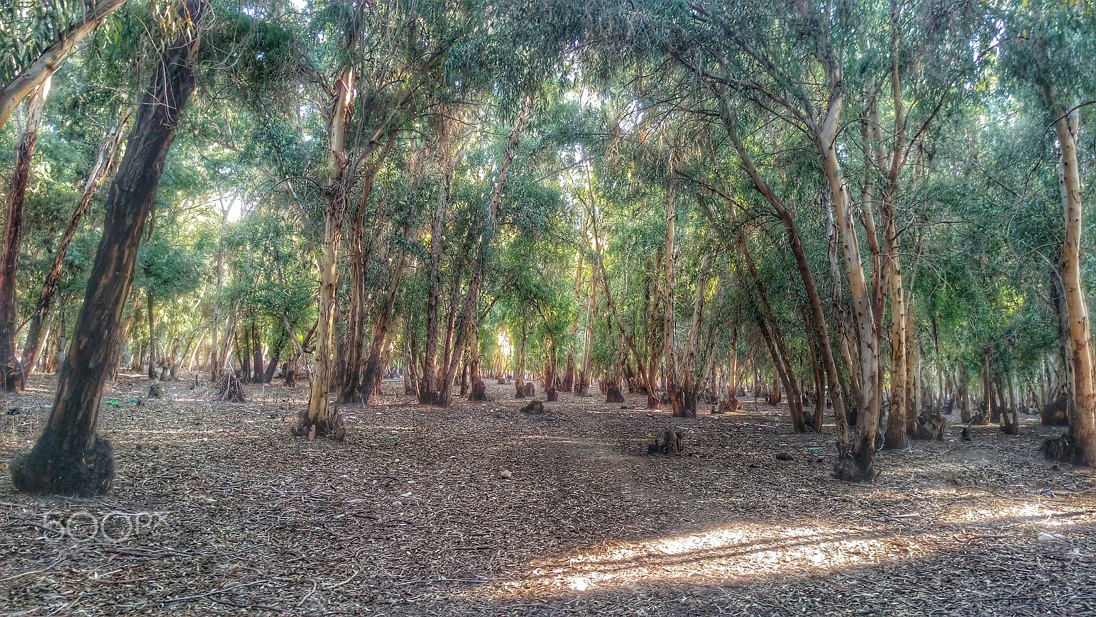 HTC ONE M9PLUS sample photo. Jordan - valley - shurahbeel forest photography