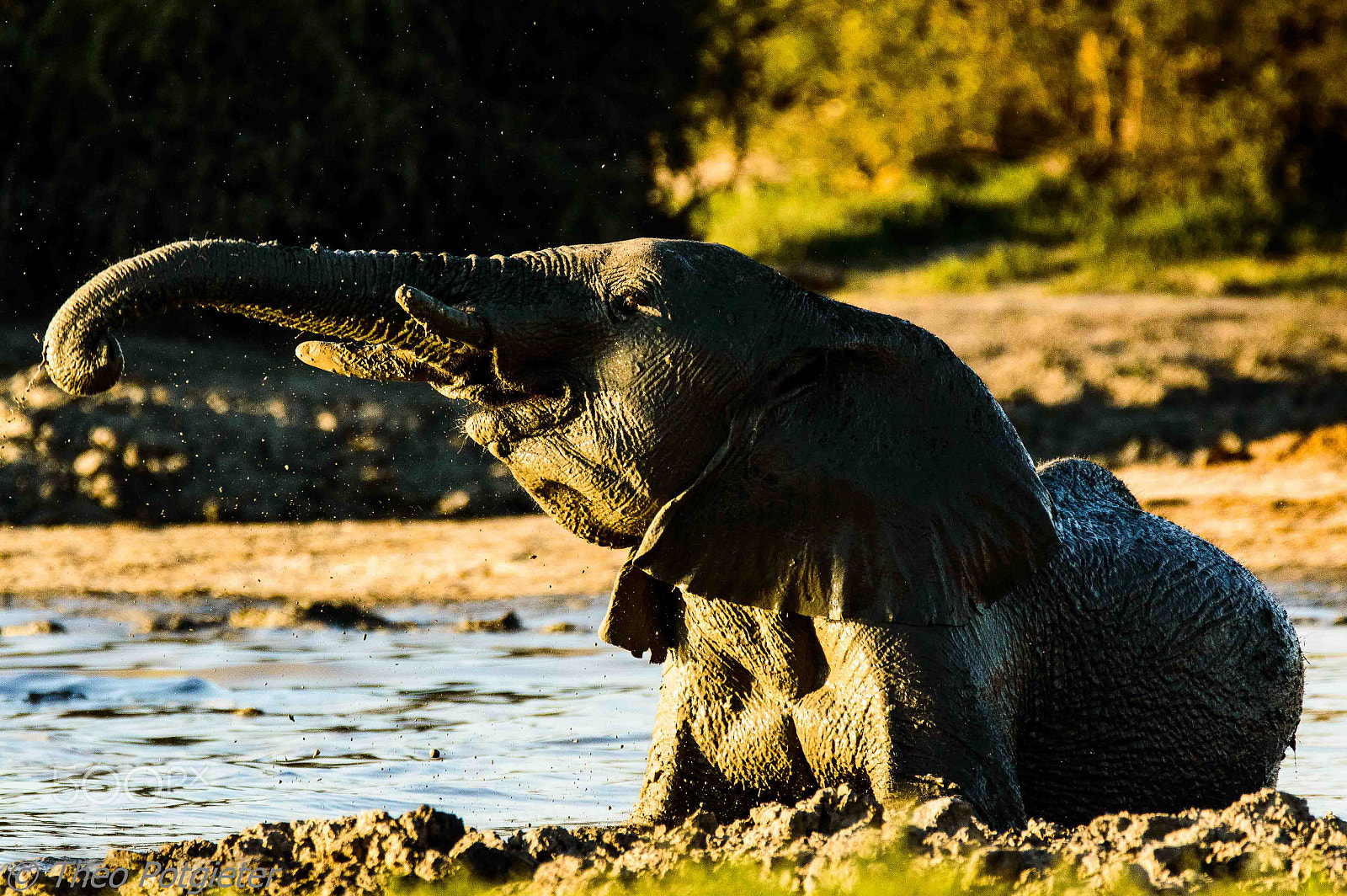 Sigma 150-600mm F5-6.3 DG OS HSM | C sample photo. Chobe photography